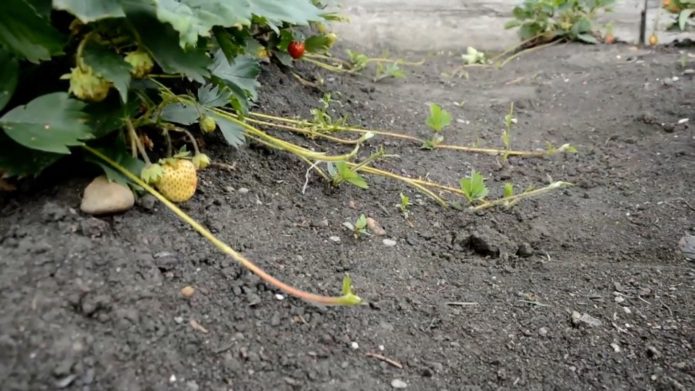 Strawberry with mustache