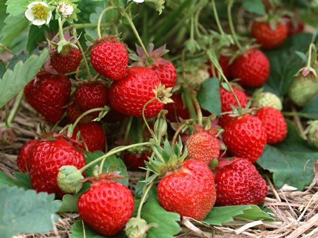 The technology of successful cultivation of a rich harvest of remontant strawberries