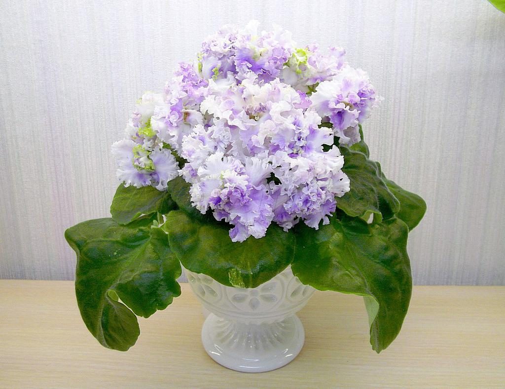 Streptocarpus in pots