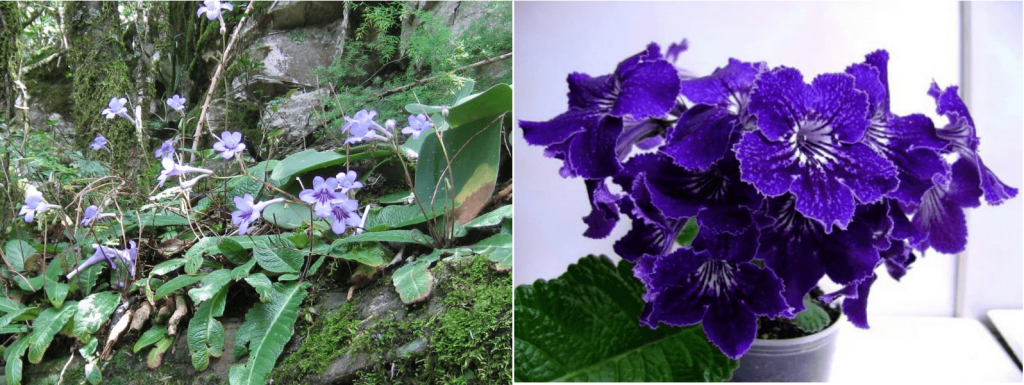 Wendlen's streptocarpus and its wild relative