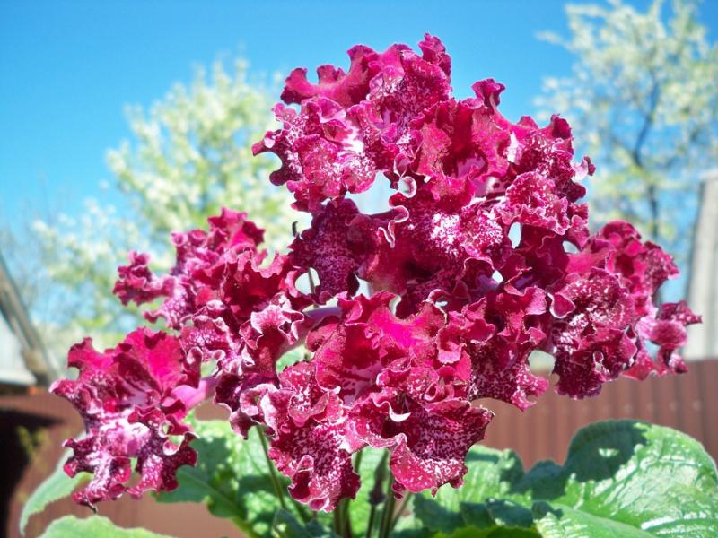 Simple and complex streptocarpus: growing and caring for a flower at home