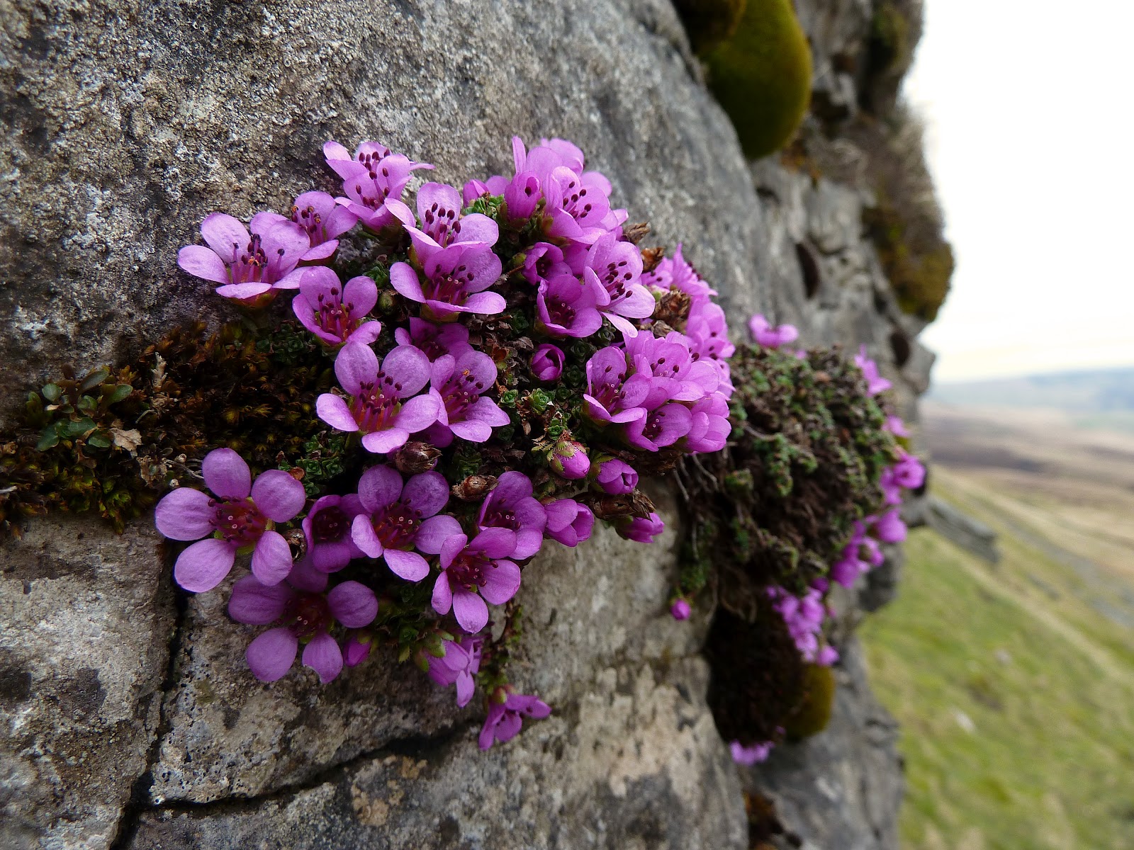 Features of saxifrage: planting in the open field, care