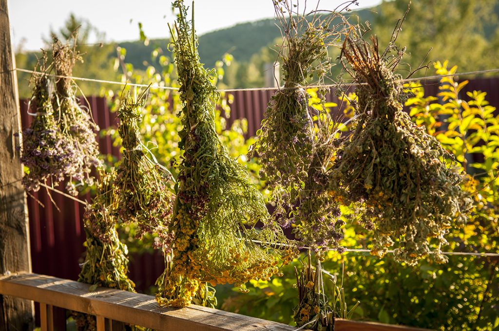 Drying herbs