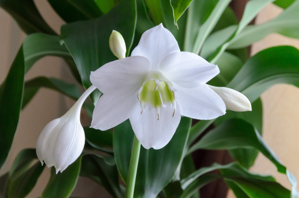 Bulbous houseplants: name, description, photo