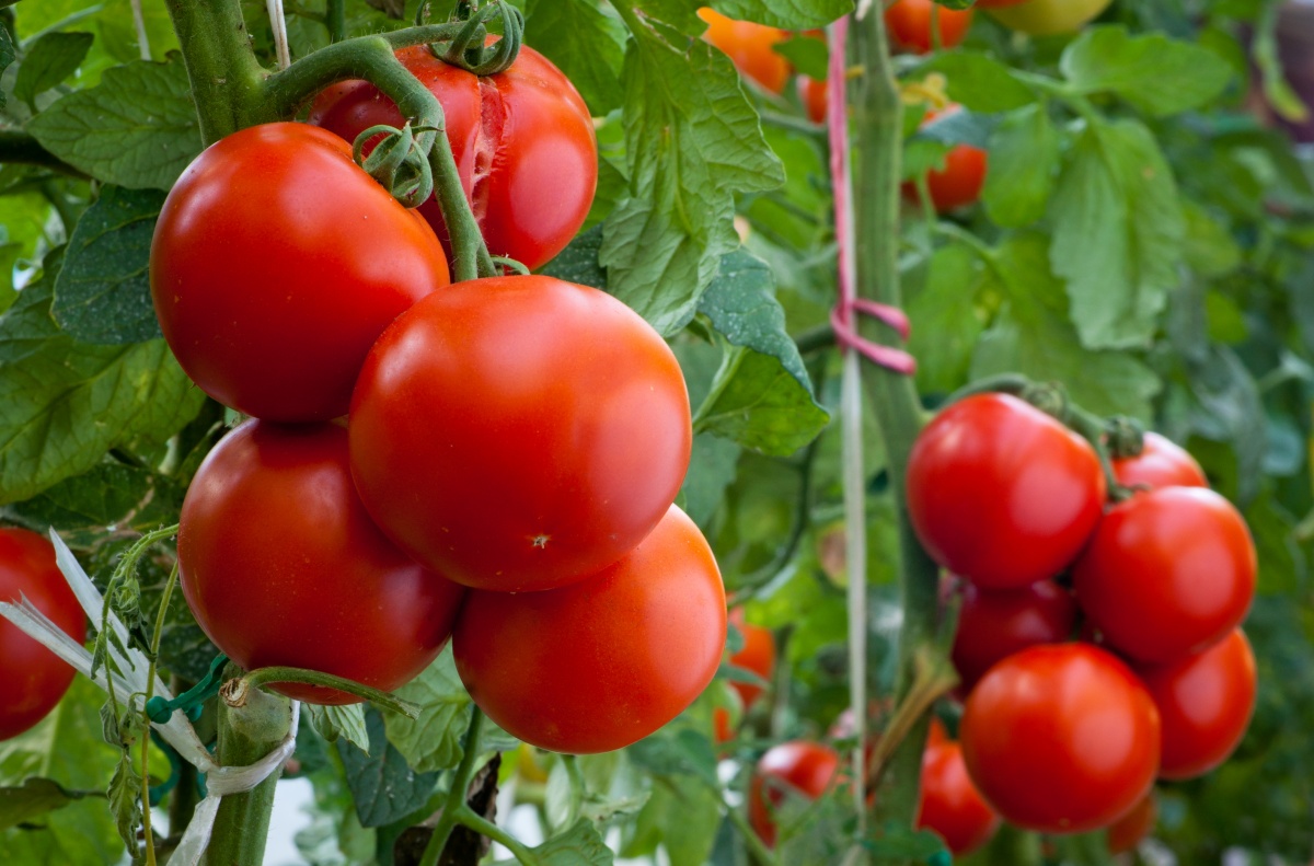 Tomatoes: from sowing to seedlings to planting in the garden