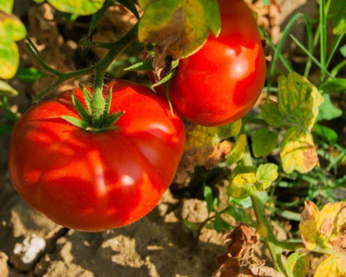 Tomato Bear Paw