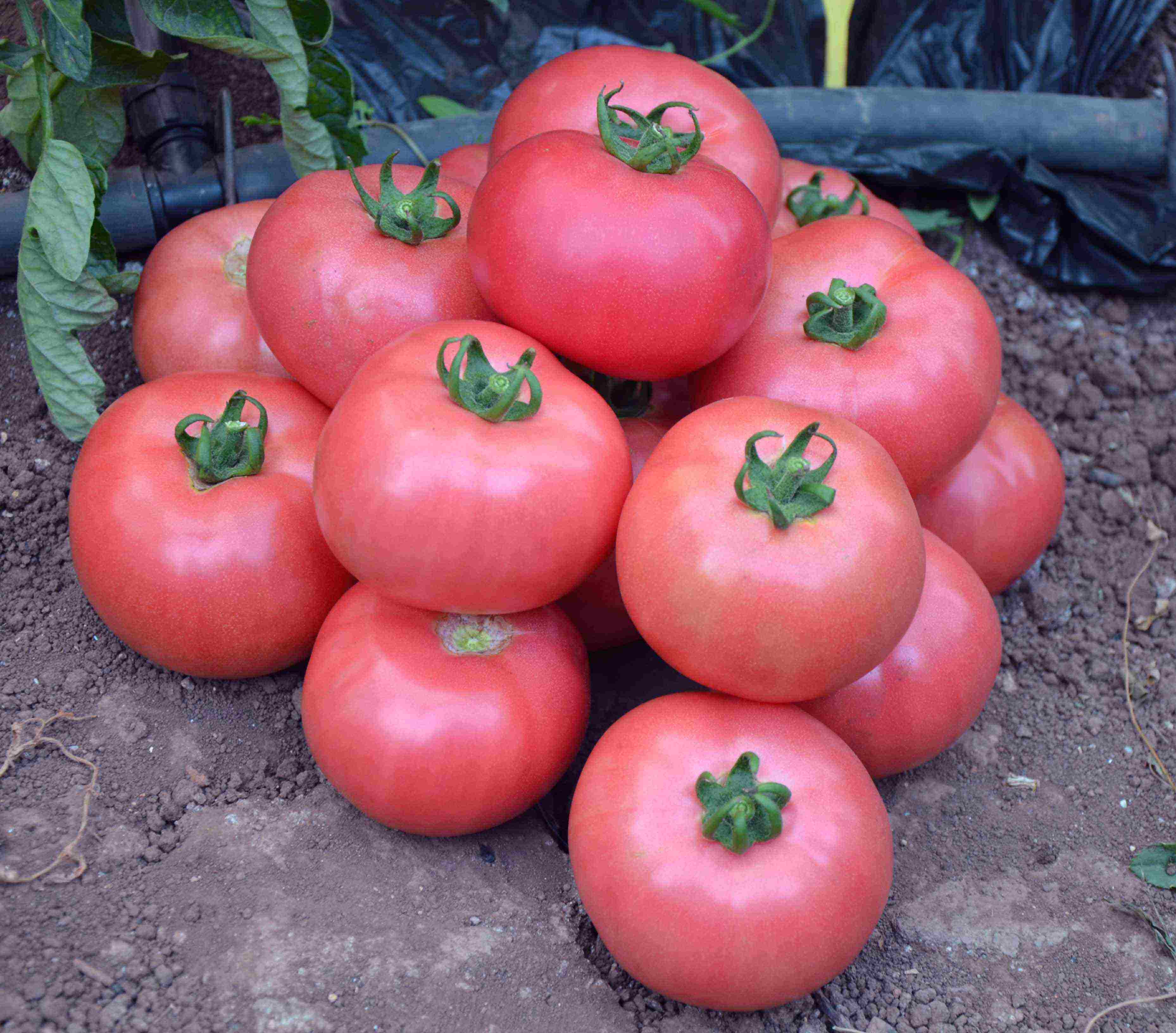 Late Ripe Tomato Bovine Heart: How to Grow the Best Salad Variety