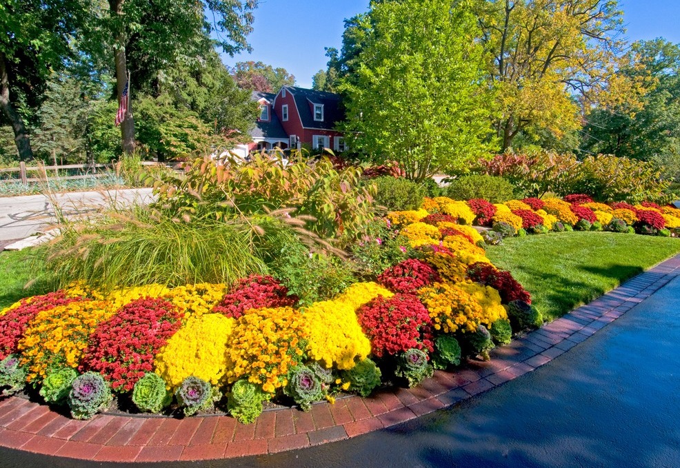 Low-growing flowers for a flower bed in the country, blooming all summer