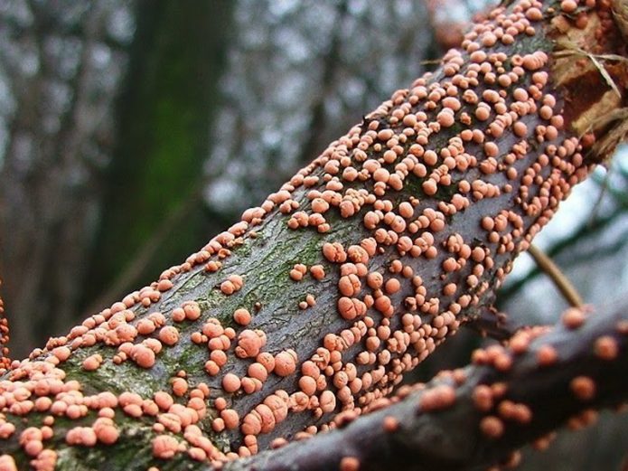 Tubercular necrosis on tree bark