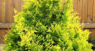 Thuja aureospicata