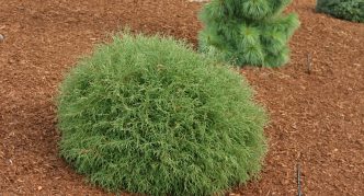 Thuja Mr Bowling Ball