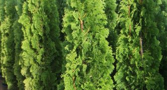 Thuja Spiralis