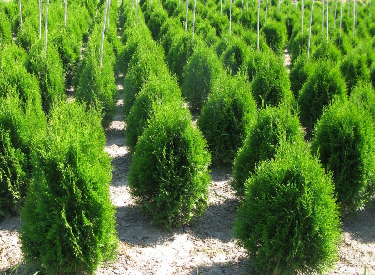 Planting and caring for thuja in the garden