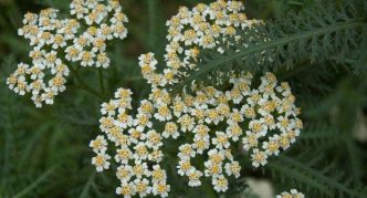 Yarrow