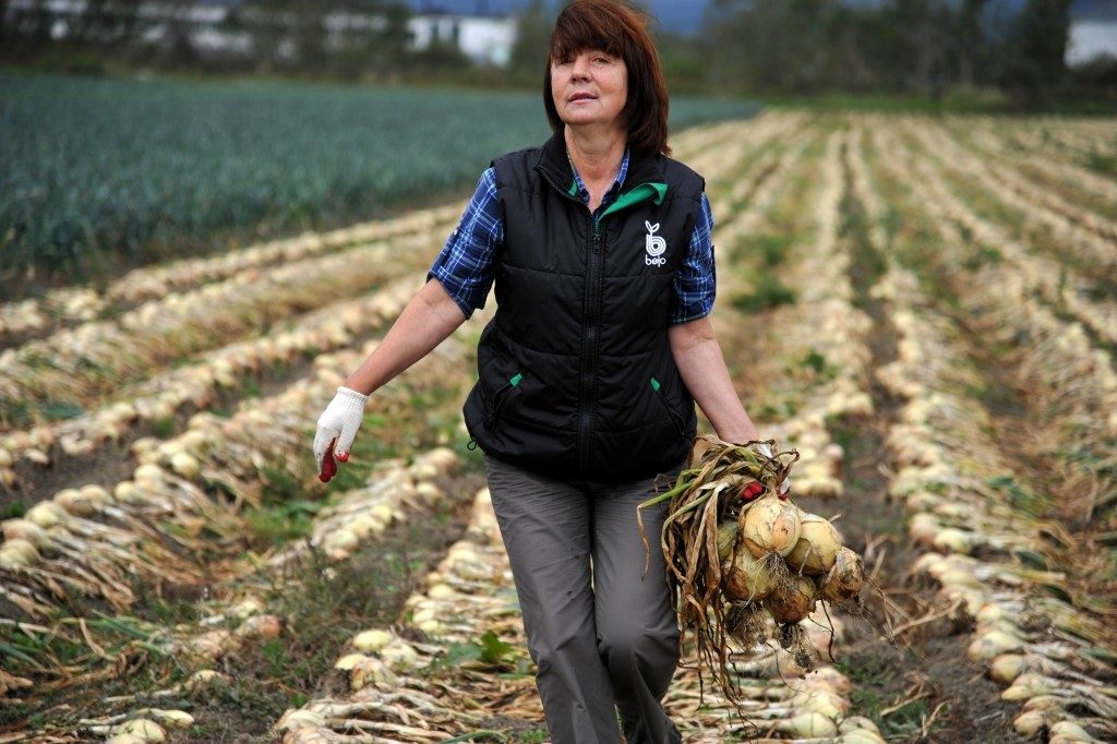 Harvesting onions