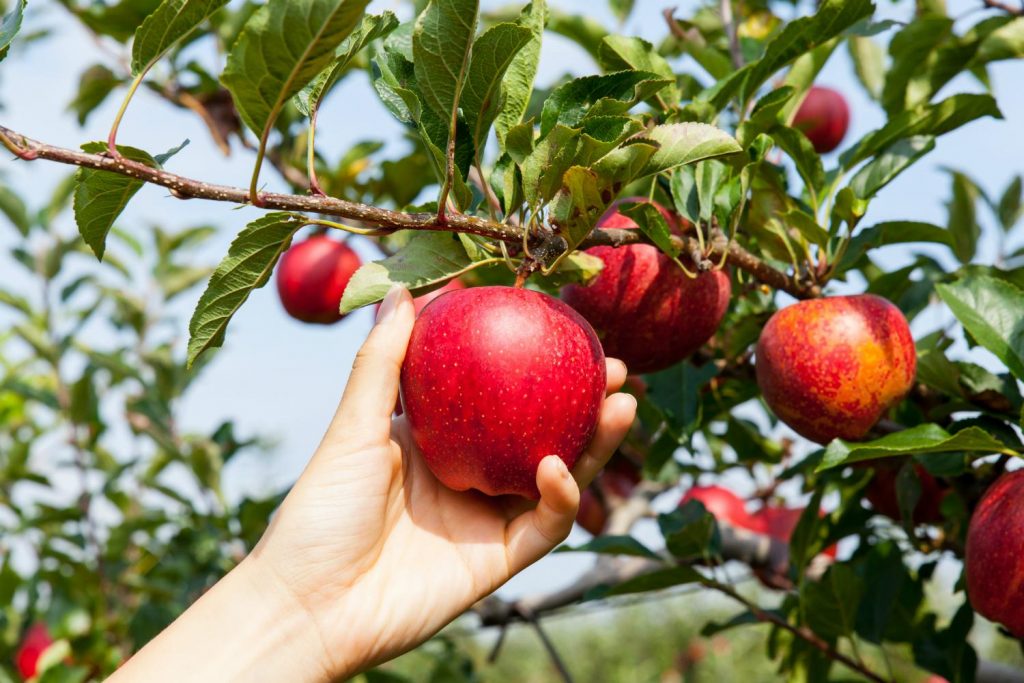 Apple harvest in September