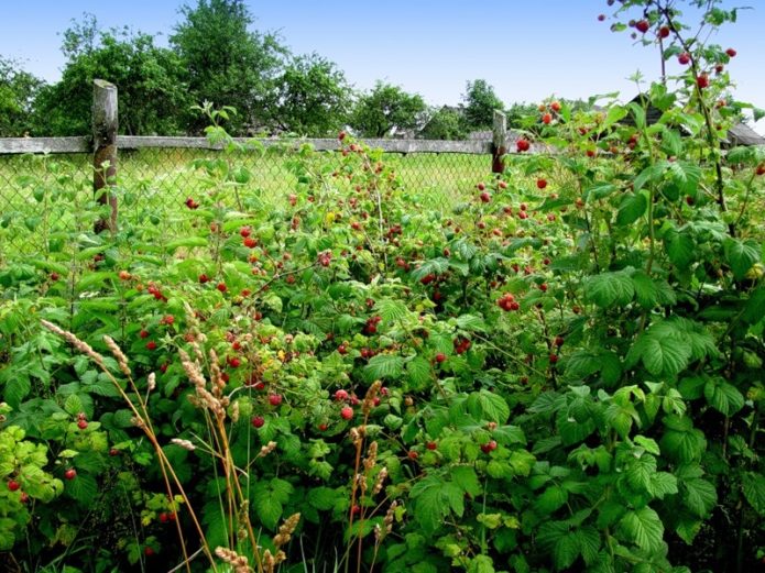 fertilizing raspberries