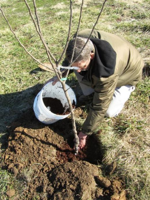 Fertilizing the soil for seedlings