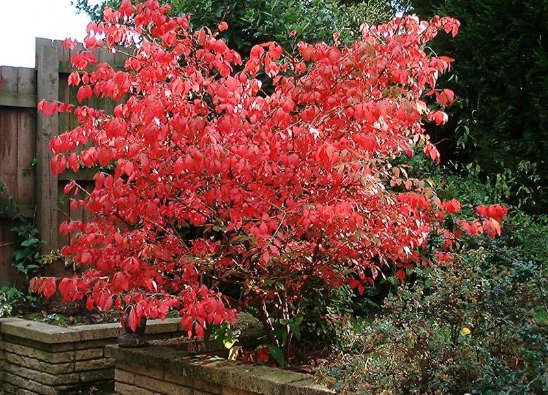 Garden decoration - euonymus