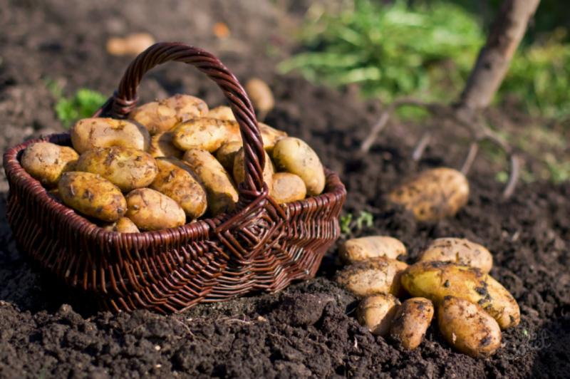 Fertilizer for potatoes when planting