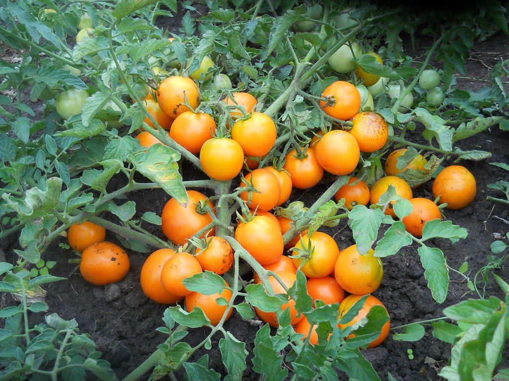 The best varieties of standard tomatoes, how to form and grow them