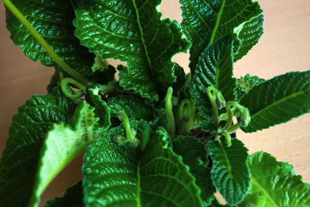 Streptocarpus in the phase of active growth