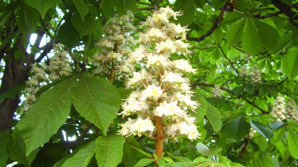 Horse chestnut inflorescence