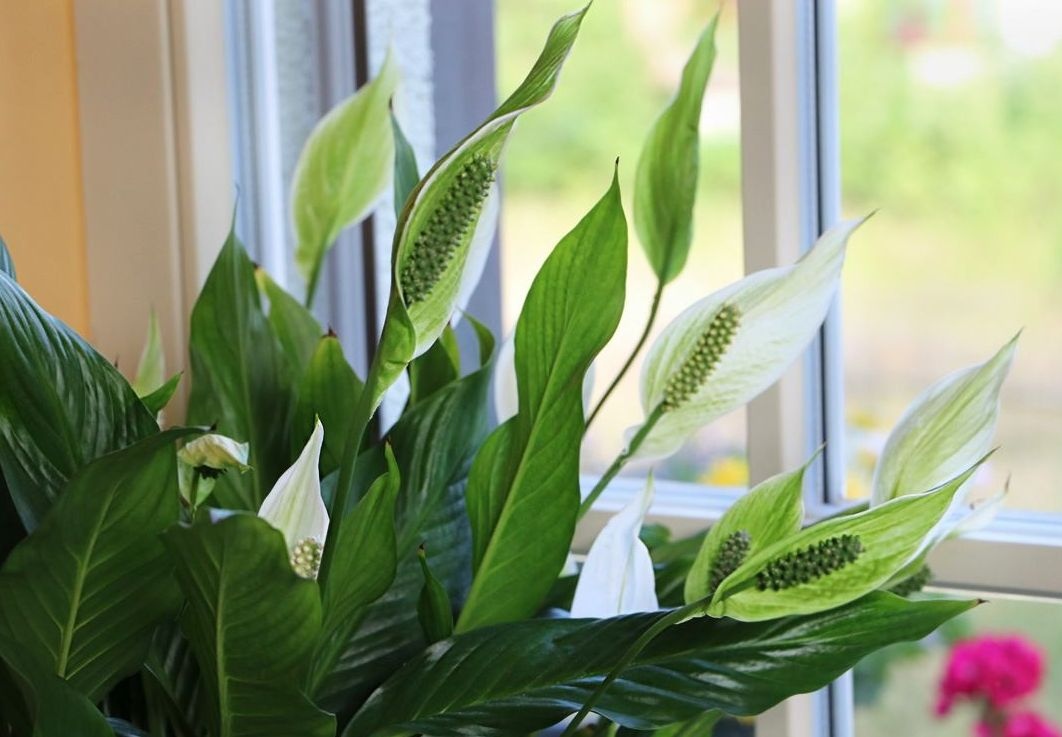 Houseplants that bring love and family happiness to the house