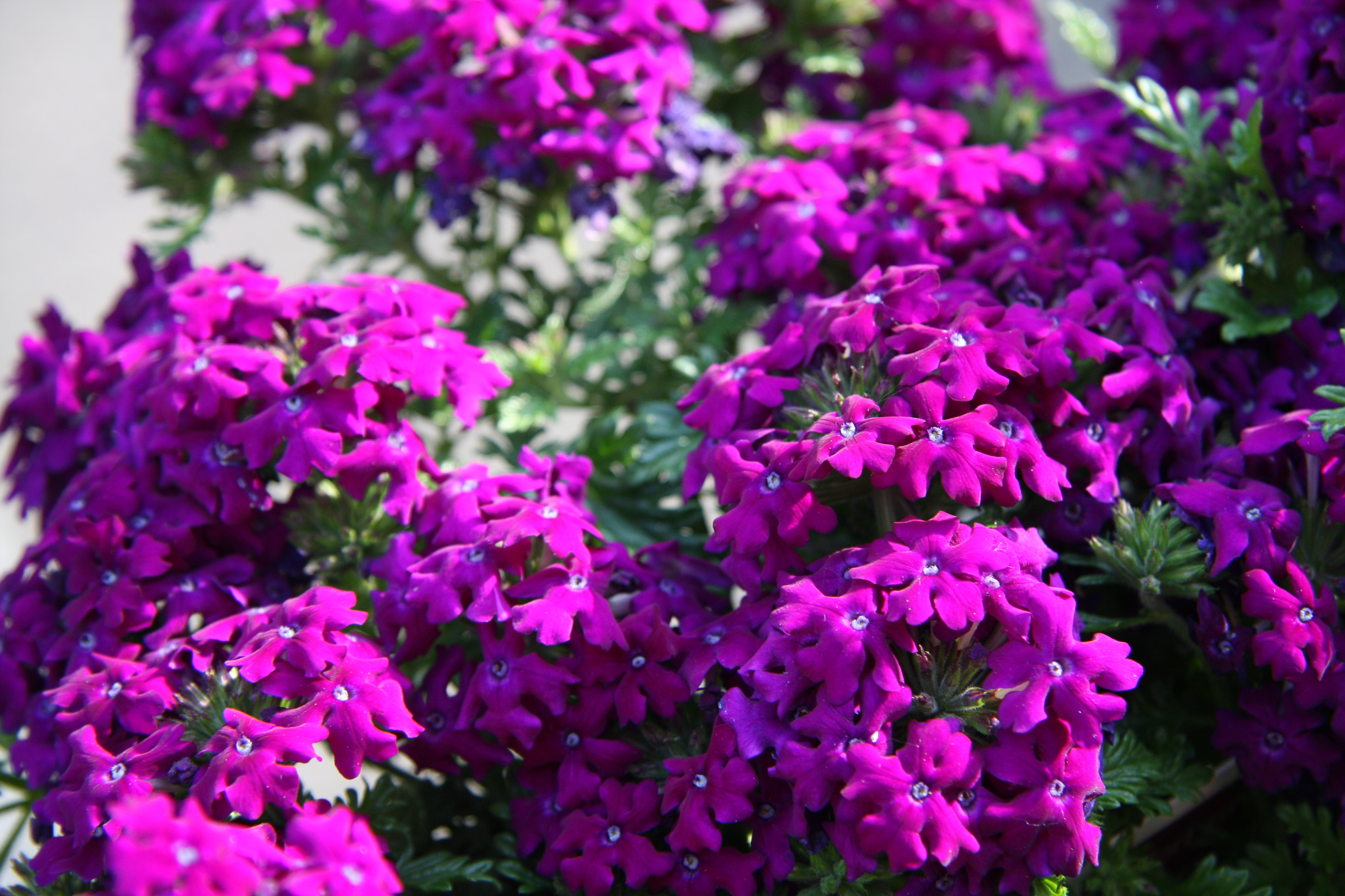 Verbena: growing from seeds at home