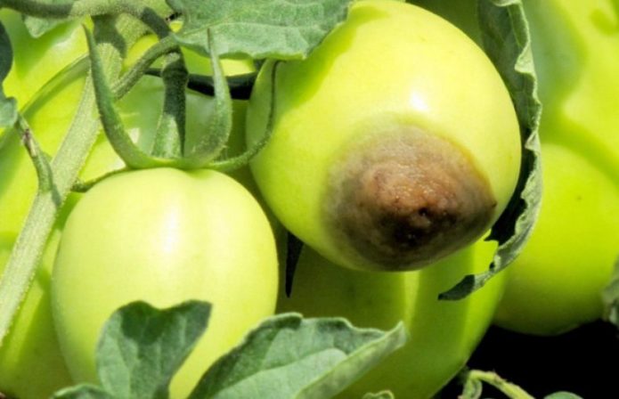 Top rot on tomatoes