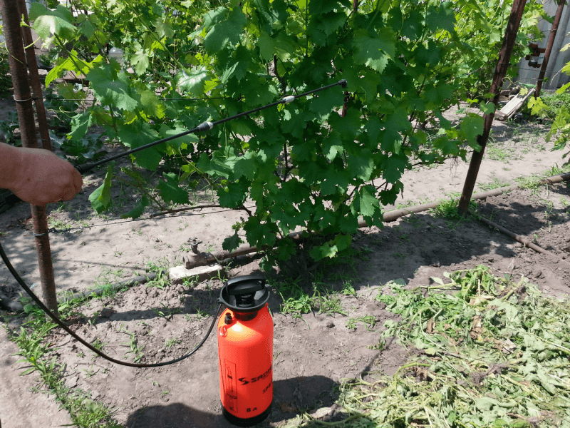 Spring foliar feeding of grapes