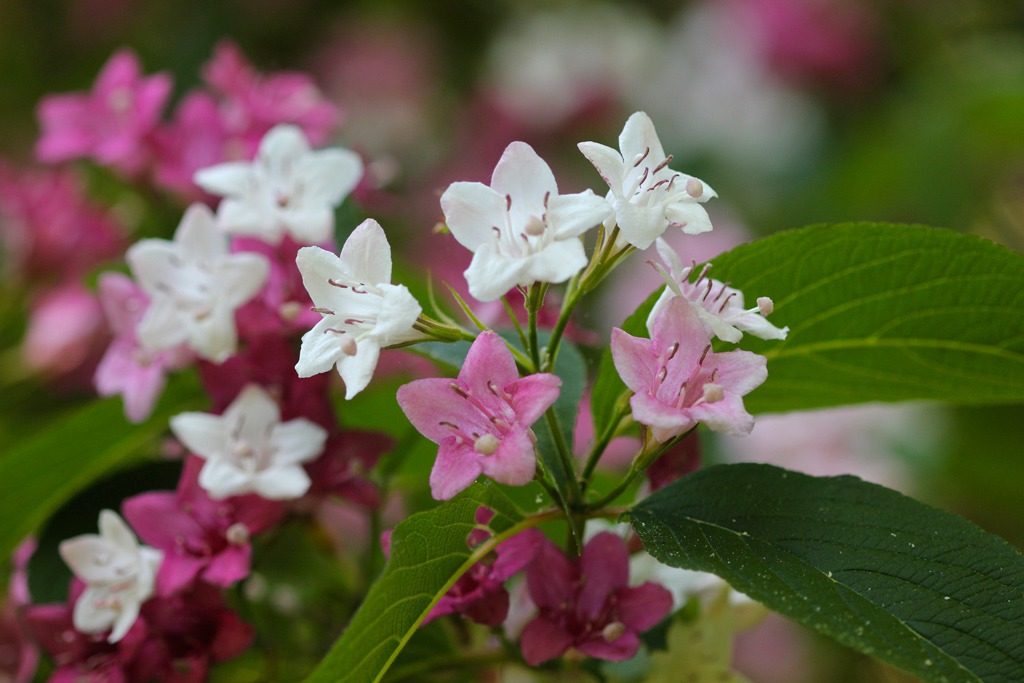 Weigela Korean