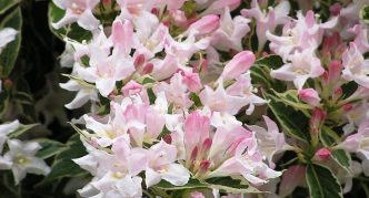 Weigela Splendid