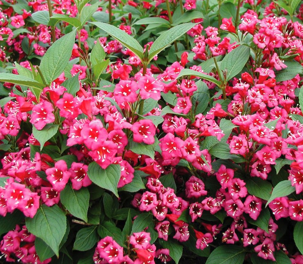 Weigela - popular varieties, features of planting and further care in the open field