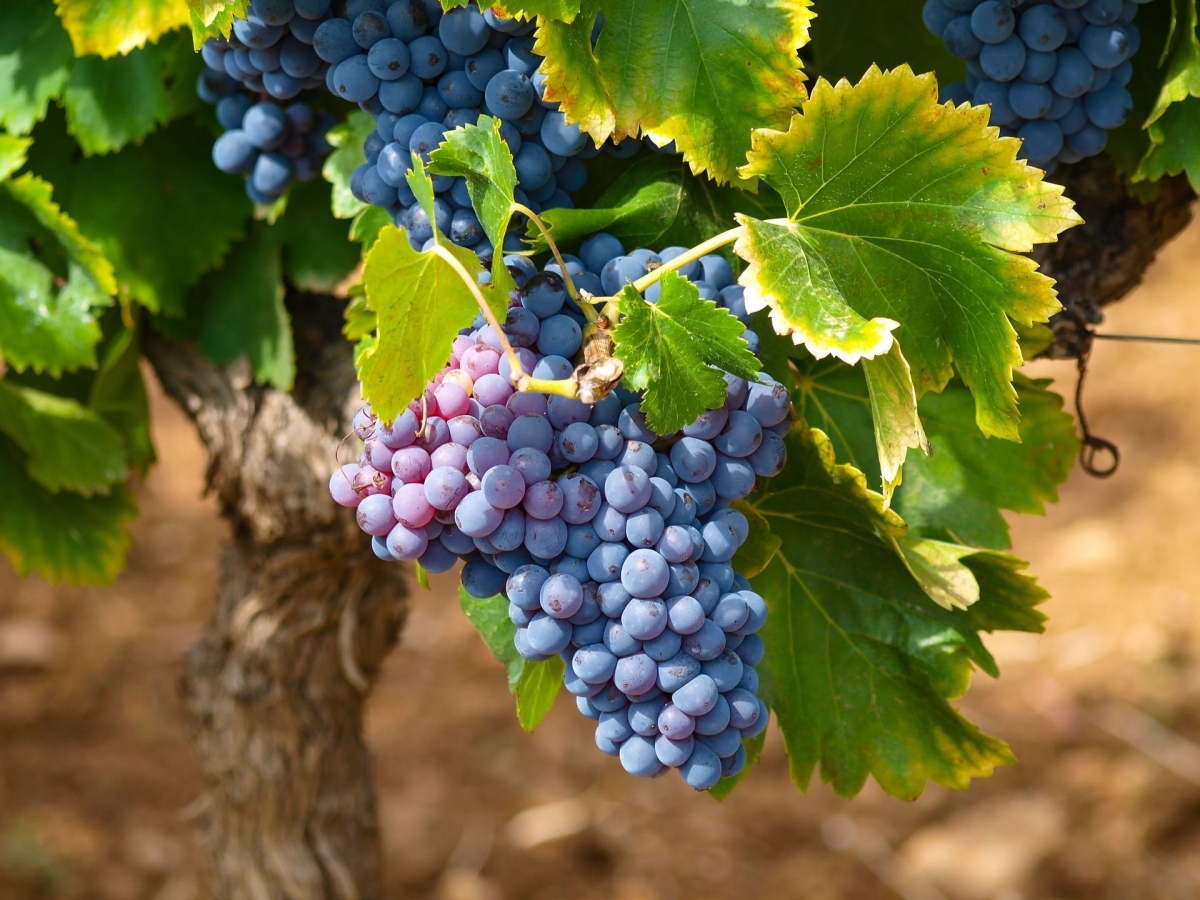 How to protect grapes from diseases and pests: preparations for processing and their differences