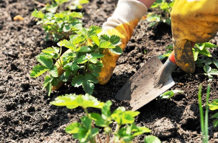 Planting strawberries