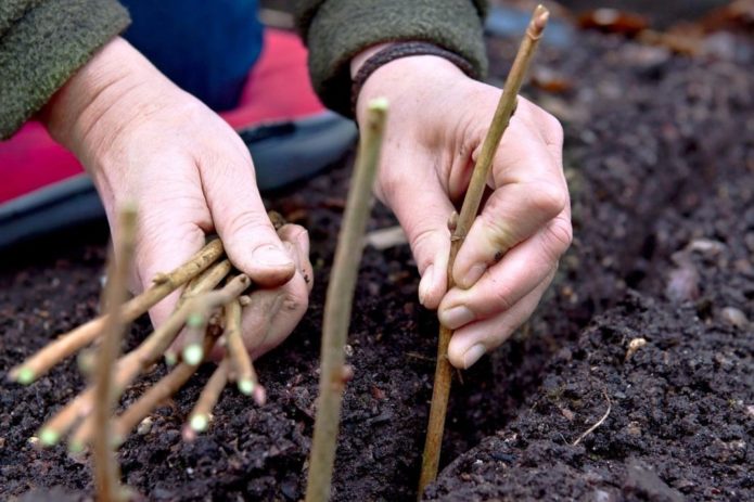 growing currants from cuttings