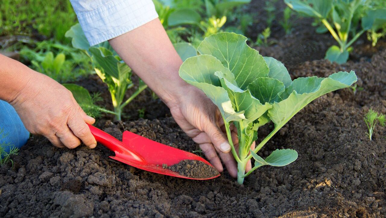 Pickling cabbage seedlings at home: timing and instructions