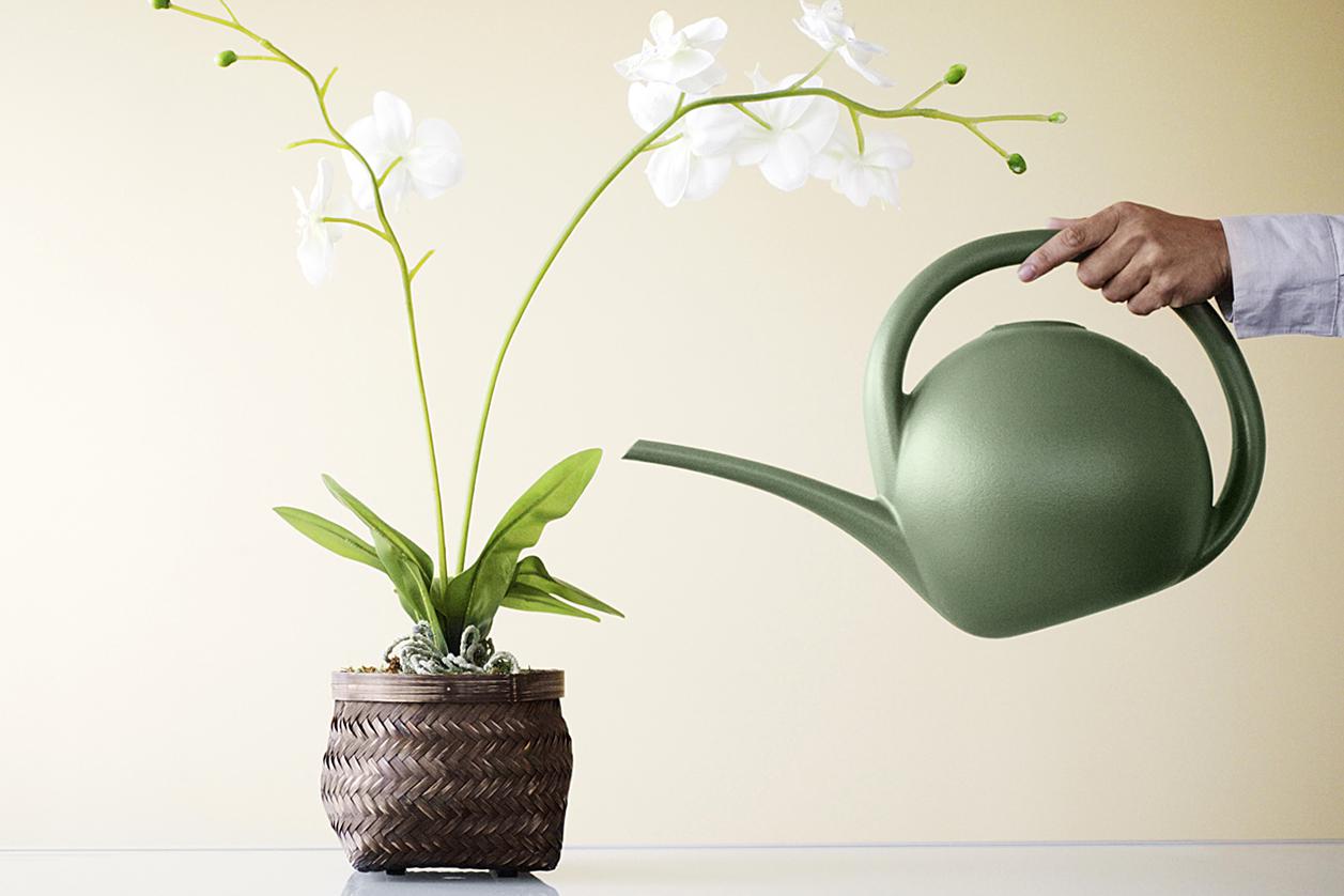 How to water the phalaenopsis orchid at home