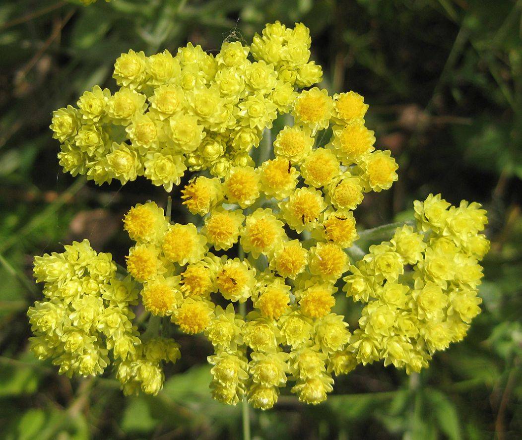 What kind of flower is an immortelle, and how does it look in the photo?