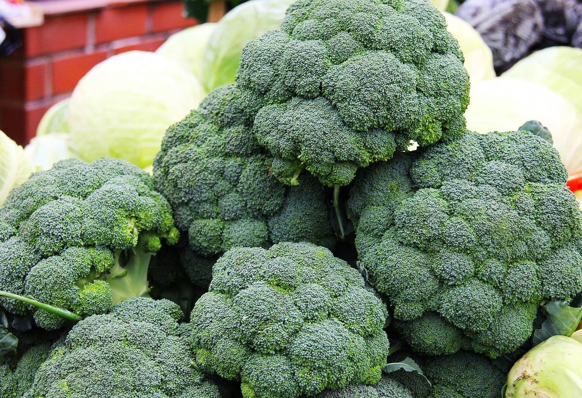 Growing broccoli in a seedless way: an effective and simple method