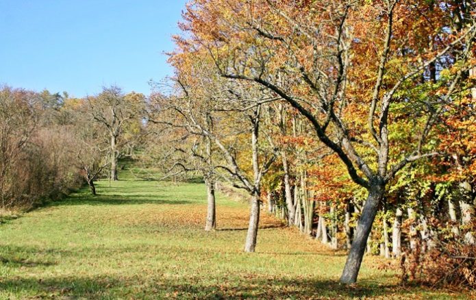 Apple trees in autumn