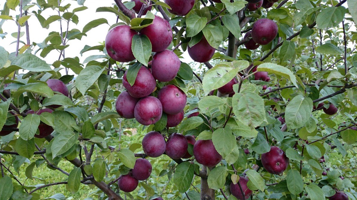 Apple tree: how to grow a healthy tree that delights with harvest