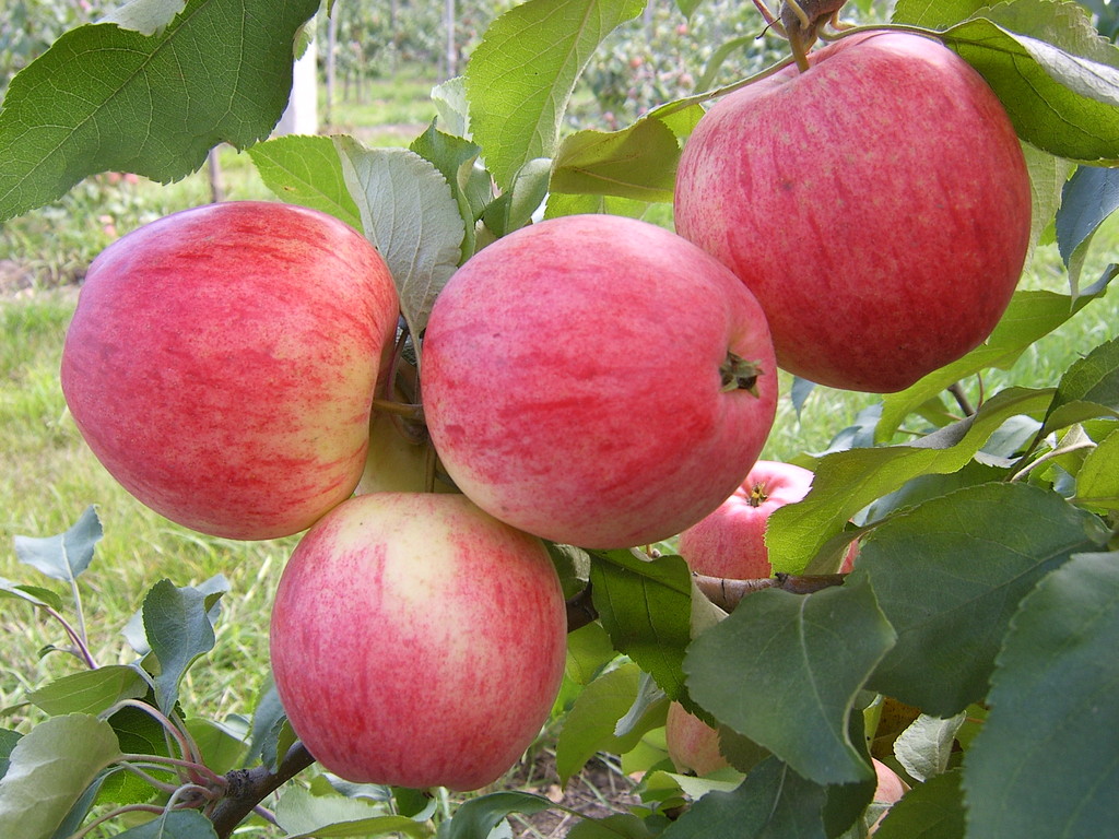 Apple tree Melba: how to grow this unique variety