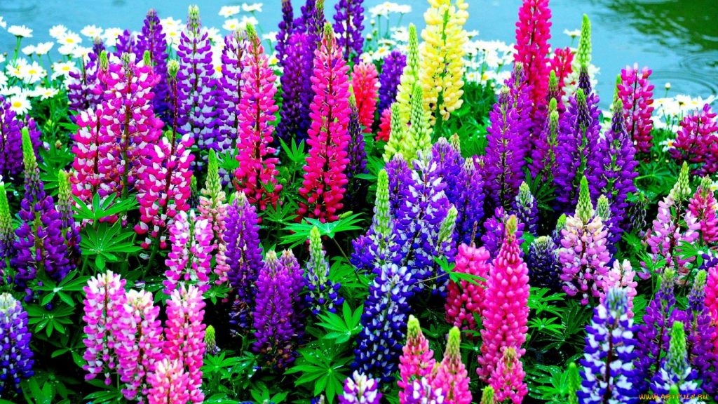 Bright flower bed with lupins