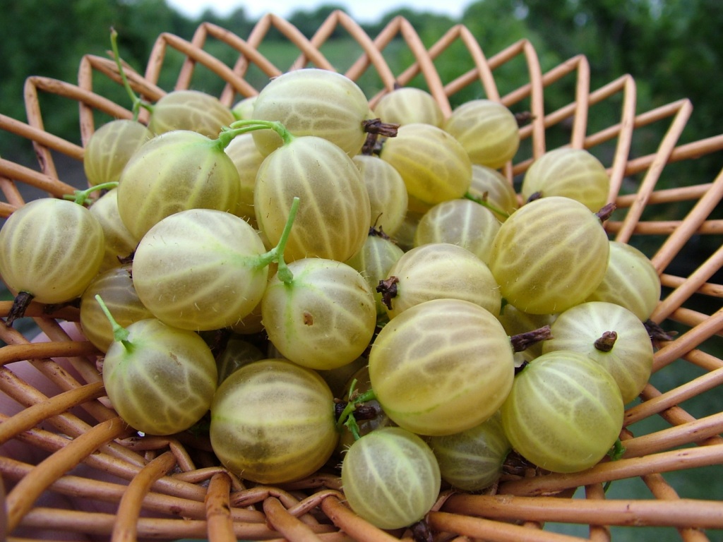 Gooseberries: breeding methods and their effectiveness