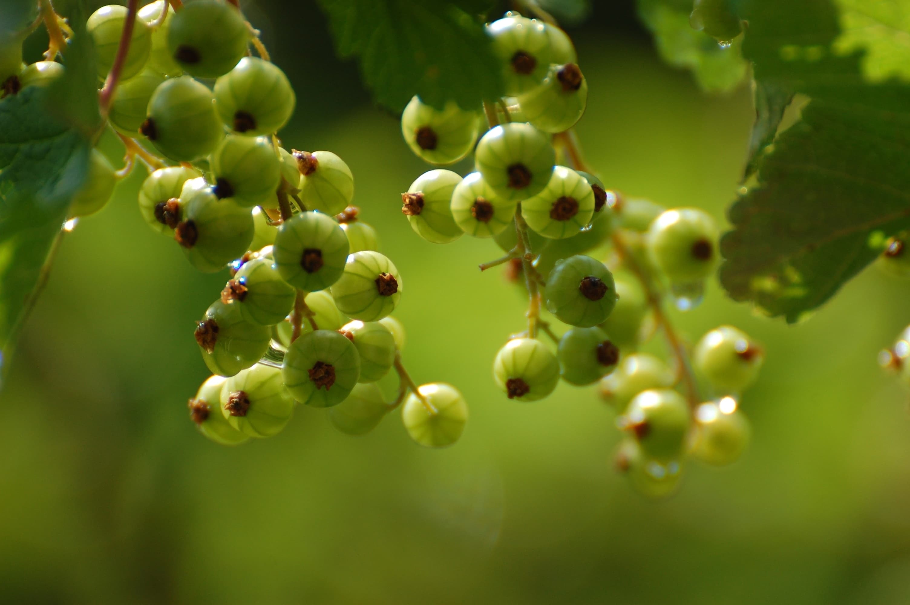 Currant growing technology, peculiarities of planting and caring for shrubs in different regions