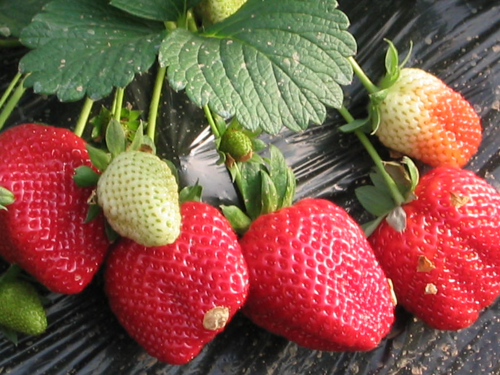 How to feed garden strawberries: a menu for the queen of the garden