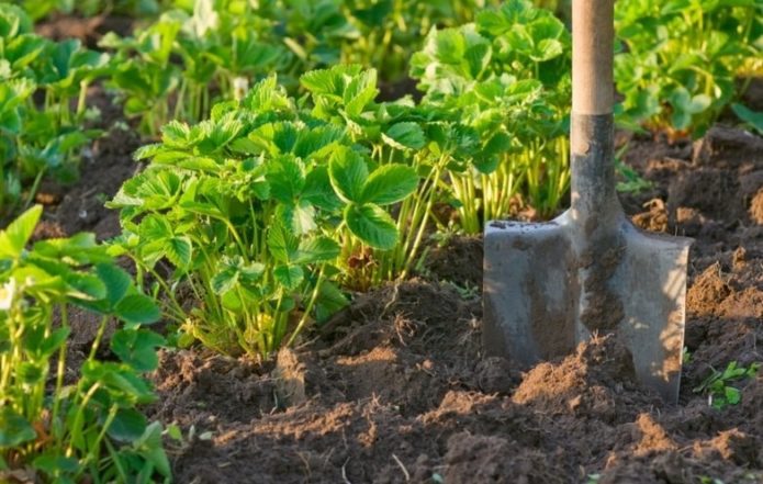 Land for replanting strawberries