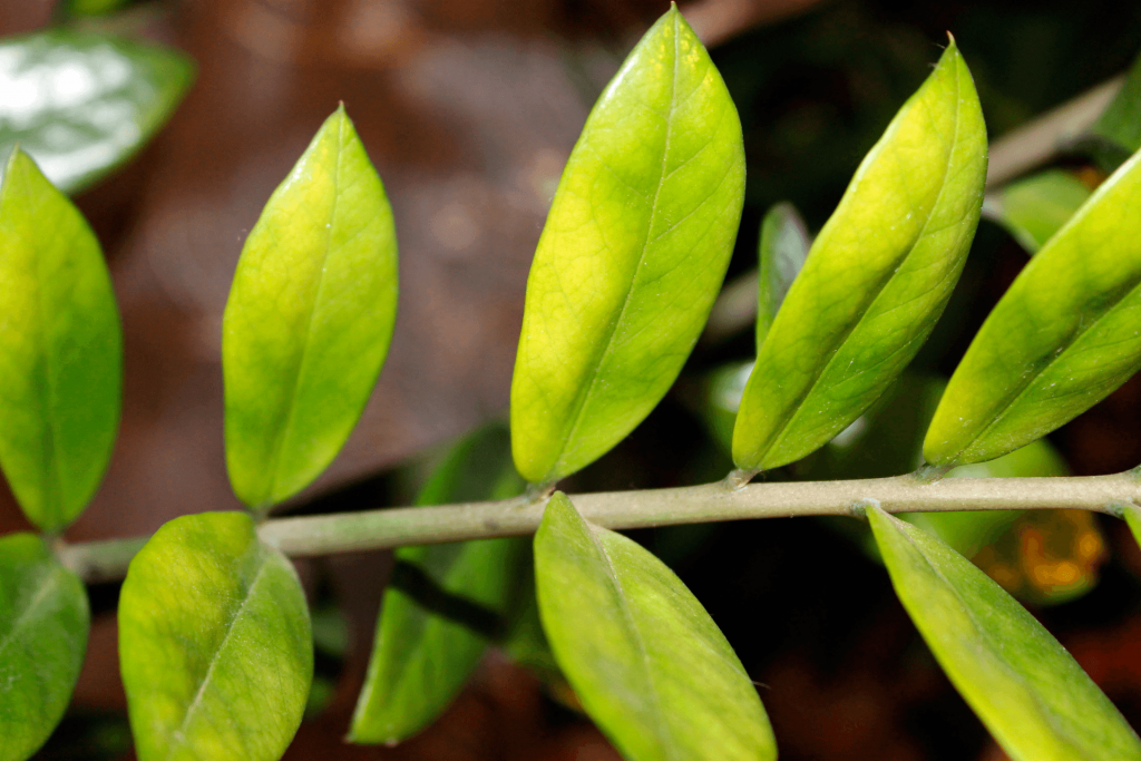 Zamioculcas turns yellow